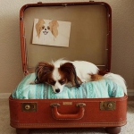 simple-diy-ideas-small-doggie-beds-in-suitcase3