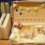simple-diy-ideas-small-doggie-beds-in-suitcase7
