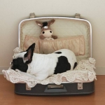 simple-diy-ideas-small-doggie-beds-in-suitcase8